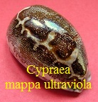 Cypraea mappa ultraviola, Lorenz & Bridges 2014